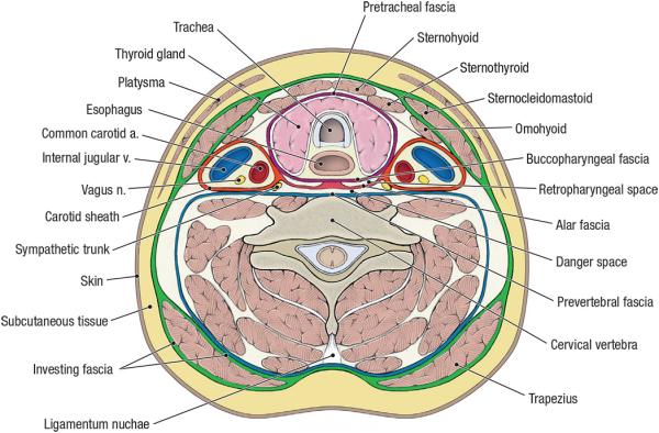 thumbs/Cervical Fascia.jpeg.jpg